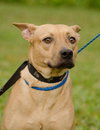 Lilly the Basenji Mix
