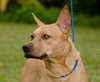 Lilly the Basenji Mix