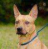 Lilly the Basenji Mix