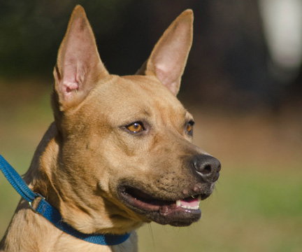 Lilly the Basenji Mix