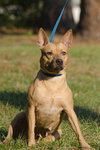 Lilly the Basenji Mix