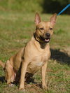 Lilly the Basenji Mix