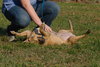 Lilly the Basenji Mix