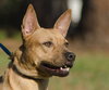 Lilly the Basenji Mix