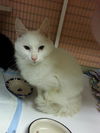 Jim the Youthful De-Clawed Turkish Angora