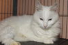 Jim the Youthful De-Clawed Turkish Angora