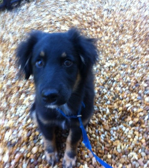 Sabrina the Shy Shepherd/Aussie Puppy