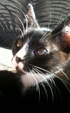 Noel the Kitten