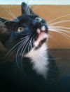 KIssy Face the Tuxedo Kitten