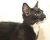 KIssy Face the Tuxedo Kitten