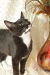 KIssy Face the Tuxedo Kitten
