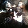 Zorro the Kitten