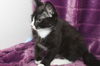 Zorro the Kitten