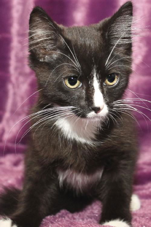 Zorro the Kitten