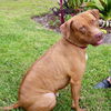 Edna Ann the Little Lab