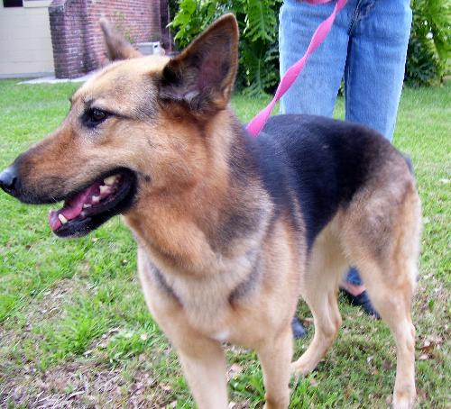 Jara the Shepherd