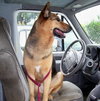 Jara the Shepherd