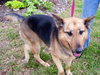 Jara the Shepherd