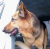 Jara the Shepherd