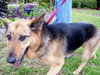 Jara the Shepherd