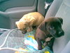 Nilla the Puppy