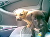 Rainey the Puppy