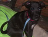 Rainey the Puppy