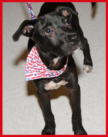 Rainey the Puppy