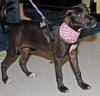 Rainey the Puppy