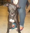 Rainey the Puppy
