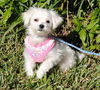 Jubilee the Tiny Maltese