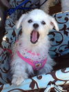 Jubilee the Tiny Maltese