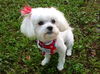 Jubilee the Tiny Maltese