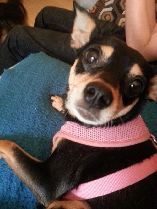 LuLu the Chi/Min Pin Blend