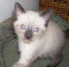 Darcey the Siamese Kitten