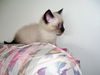 Darcey the Siamese Kitten