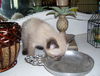 Darcey the Siamese Kitten