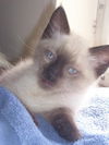 Darcey the Siamese Kitten