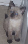 Darcey the Siamese Kitten