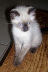 Darcey the Siamese Kitten