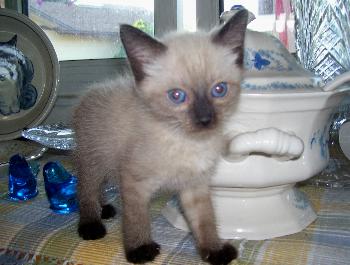 Damaris the Siamese Kitten