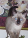 Damaris the Siamese Kitten