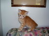 Dagan the Orange Kitten