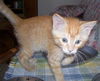 Dagan the Orange Kitten