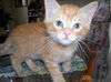 Dagan the Orange Kitten