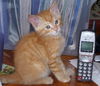 Daine the Orange Kitten