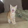 Daine the Orange Kitten