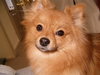 Kody the Pomeranian