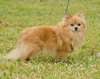 Kody the Pomeranian