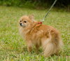 Kody the Pomeranian